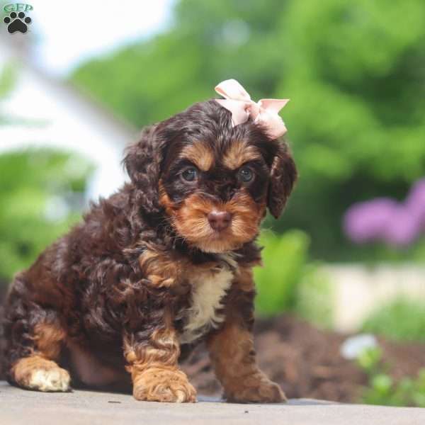 Rose, Cockapoo Puppy